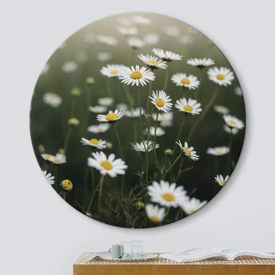 Tablouri Câmp de margarete cu fundal verde defocalizat r44898