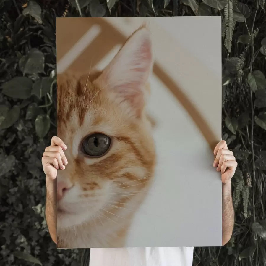 Tablouri Fotografie cu pisica ta pe pânză s47220