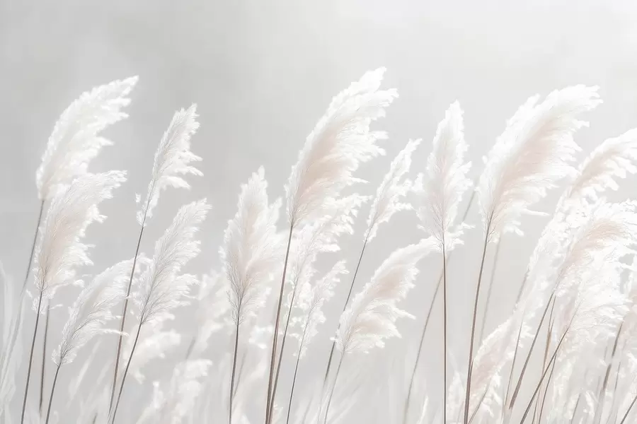 fototapet Iarbă pampas albă și moale în lumina blândă a dimineții w09717