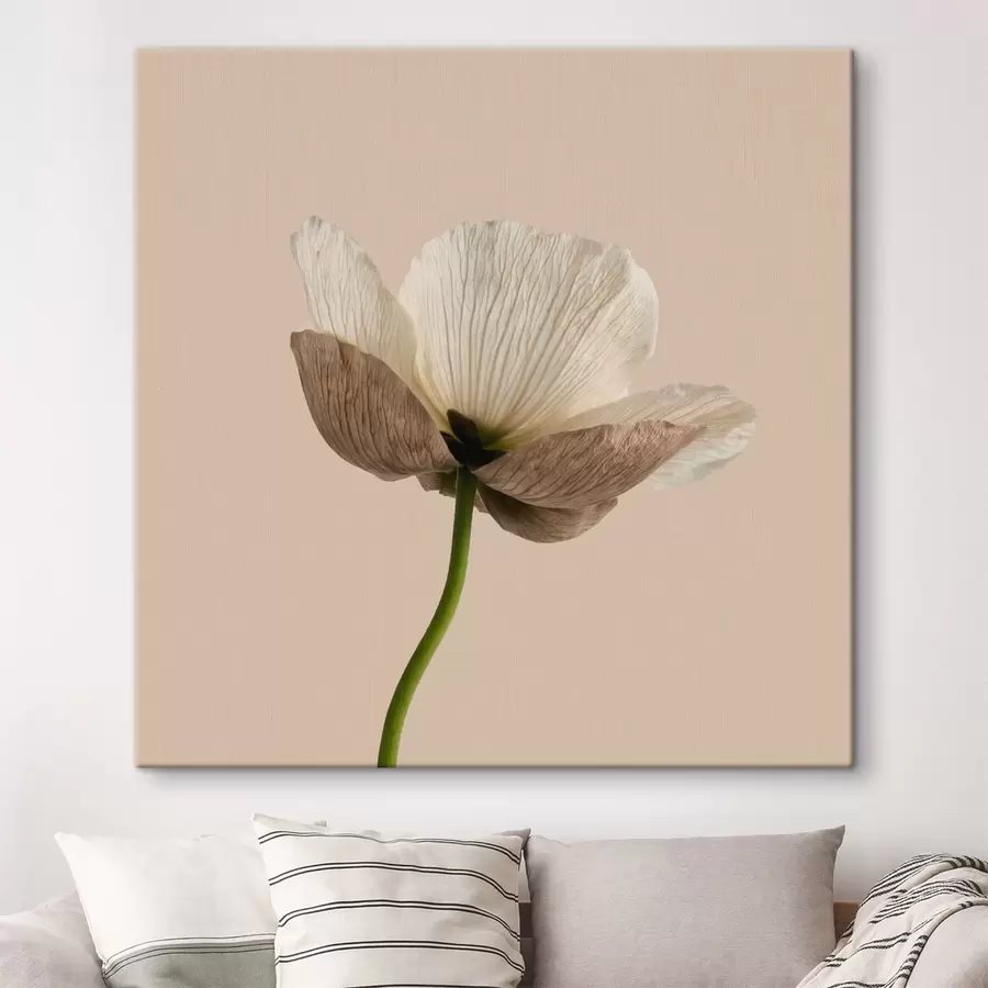 Tablouri Floare delicată cu petale translucide pe un fundal bej, în stil minimalist s49718