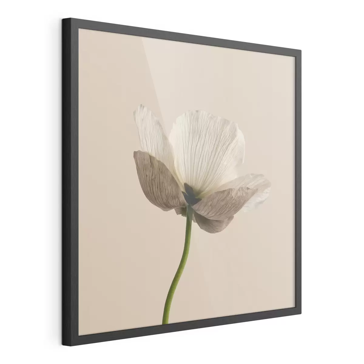 Poster Floare delicată cu petale translucide pe un fundal bej, în stil minimalist f49718