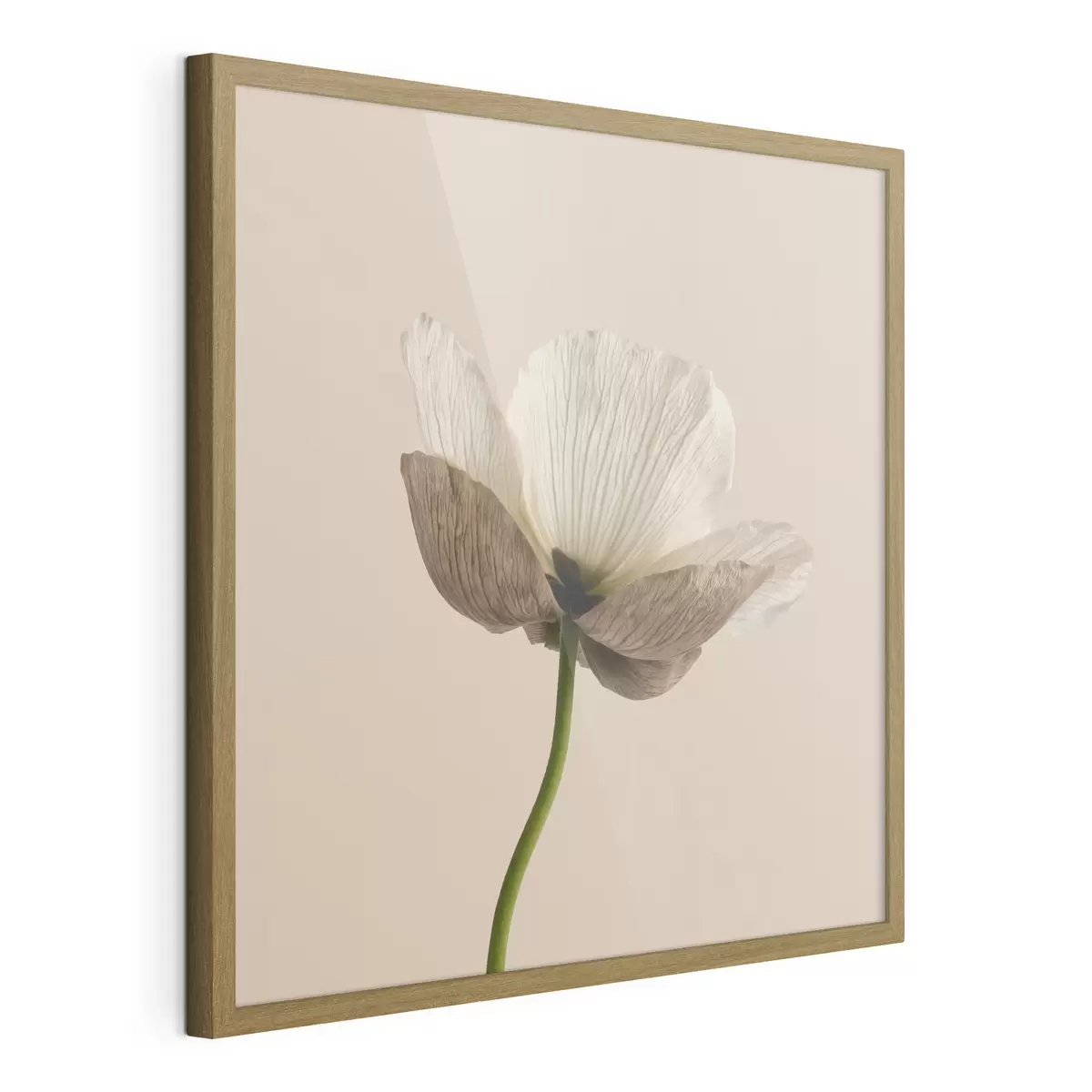 Poster Floare delicată cu petale translucide pe un fundal bej, în stil minimalist f49718