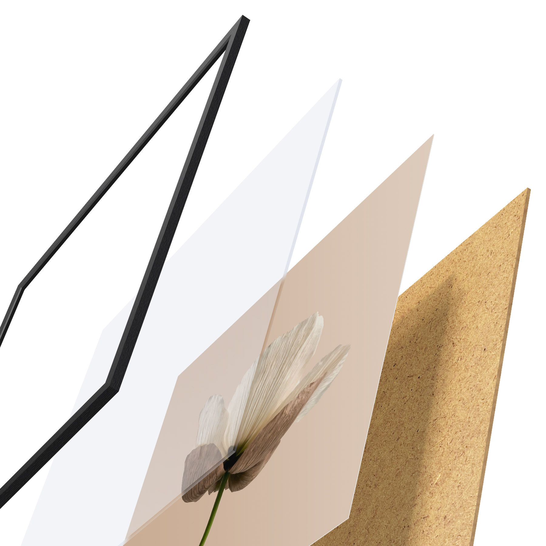 Poster Floare delicată cu petale translucide pe un fundal bej, în stil minimalist f49718