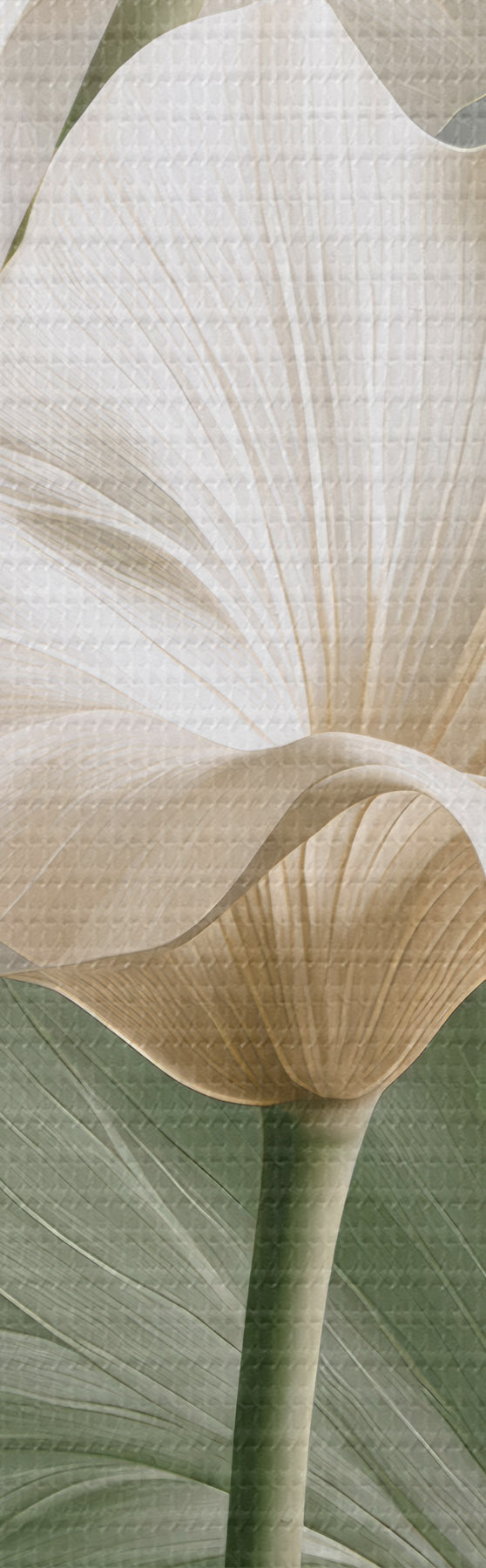 Tablouri Frunze delicate s50868