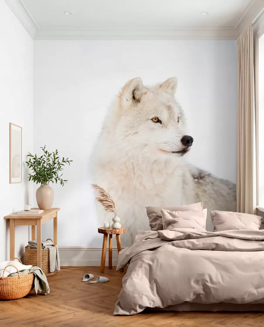 fototapet Lup arctic pe fundal alb u98189