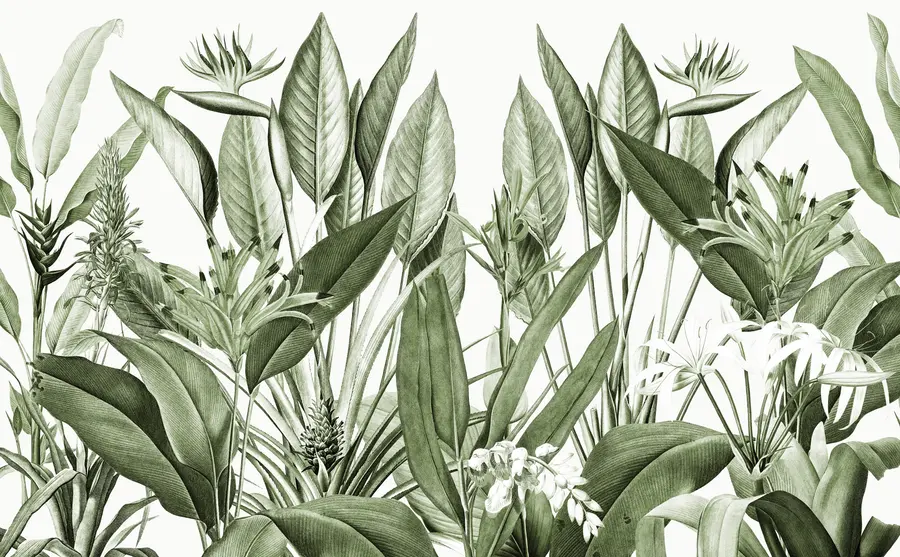 fototapet Plante tropicale junglă culoare verde u96833v2